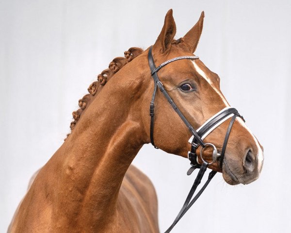 dressage horse Destination Gold (Rhinelander, 2019, from Don Allegro)