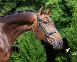 jumper Pittsburgh 14 (Oldenburg show jumper, 2014, from Perigueux)