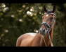 dressage horse Lascar 53 (Oldenburg, 2005, from Licotus)