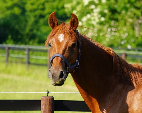 dressage horse Frigga (Hanoverian, 2019, from Florentinus V 219 FIN)