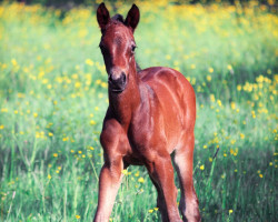 dressage horse Forever Yours (Trakehner, 2018, from Cadeau)