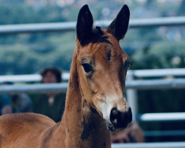 dressage horse Fine Surprise (Trakehner, 2022, from Kwahu)