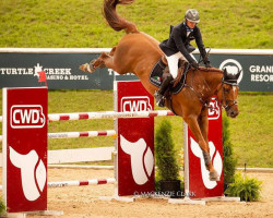 jumper Kavalli Di Magico (Belgian Warmblood, 2010, from Emerald van 't Ruytershof)