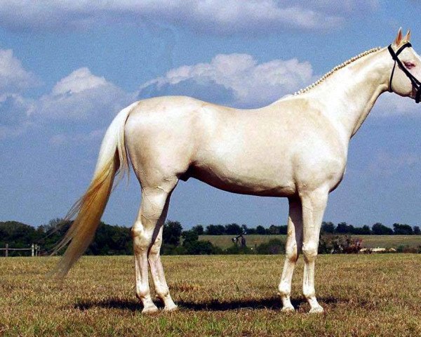 stallion Rff El Dorado xx (Thoroughbred, 2000, from Glitter Please xx)