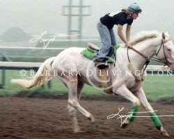 stallion Clarence Stewart xx (Thoroughbred, 1977, from Thomasville xx)