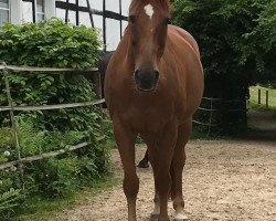 broodmare Lavina (Westphalian, 2010, from Laureus NRW)