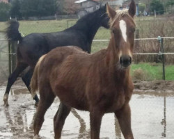 jumper Super Blondie (German Sport Horse, 2018, from Signum xx)