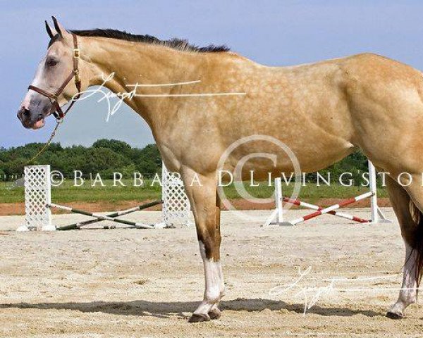 horse Faux Finish xx (Thoroughbred, 2004, from Guaranteed Gold xx)