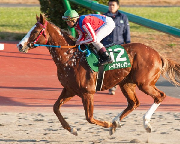 stallion Toho Chaser xx (Thoroughbred, 2007, from Gold Allure xx)