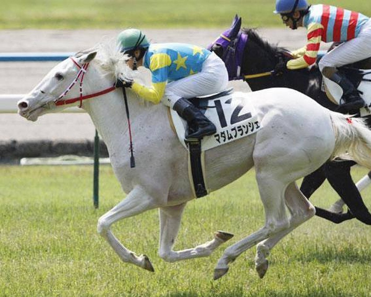 broodmare Madame Blanche xx (Thoroughbred, 2005, from Miracle Admire xx)