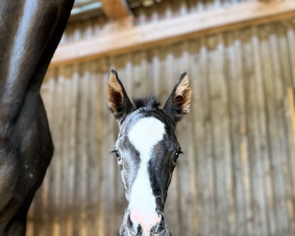 Springpferd Cover Girl Mk (Westfale, 2023, von Cadlanvalley Sir Ivanhoe)