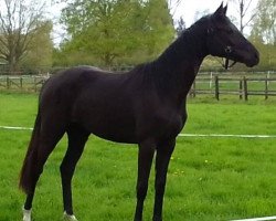 broodmare Skyline (Westphalian, 2014, from Sir Heinrich OLD)