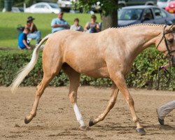 Zuchtstute EHF Regally Blonde xx (Englisches Vollblut, 2009, von Rff King's Ransom xx)