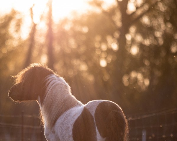 stallion Dajas okidoki (Dt.Part-bred Shetland pony, 2016, from Meerhusen's Odysseus)