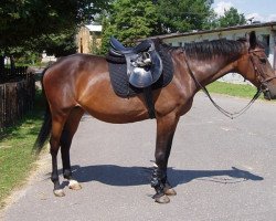 broodmare Tundra II (Czech Warmblood, 1994, from Quoniam II-238)