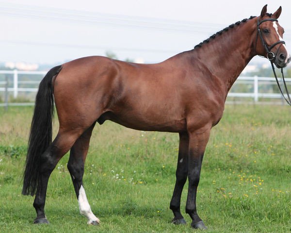 stallion Al Cambero (Hanoverian, 2004, from Acorado I)