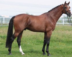 stallion Al Cambero (Hanoverian, 2004, from Acorado I)