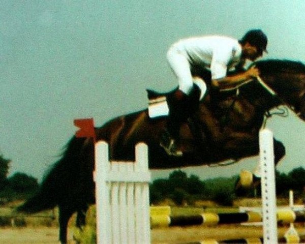 stallion Texavery (Selle Français, 1985, from Double Espoir)