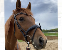 broodmare Romanze (Trakehner, 2014, from Adamello)