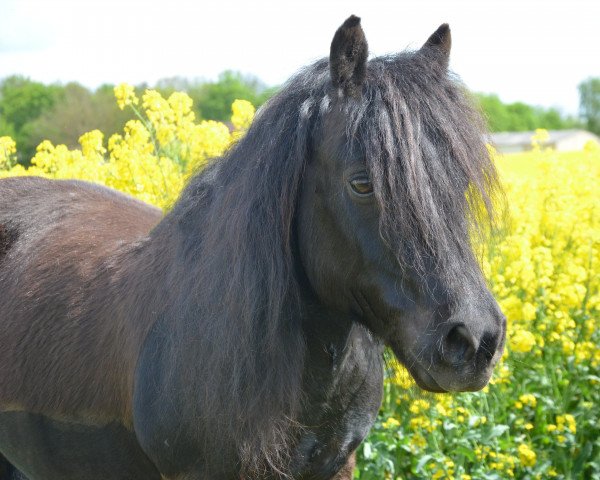 Dressurpferd Yappa van het Stalletje (Shetland Pony, 2006)