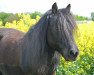 dressage horse Yappa van het Stalletje (Shetland Pony, 2006)