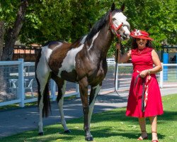 horse Meoquanee xx (Thoroughbred, 2015, from Got it in Vegas xx)