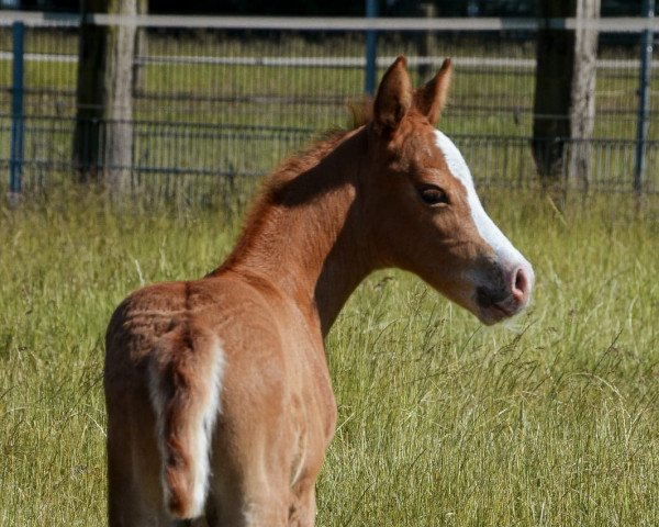 Springpferd Pippa Lee K.A. (Deutsches Reitpony, 2023, von Pinocchio S.w.)