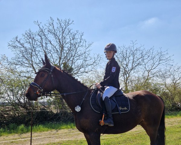 jumper Chico 1029 (German Sport Horse, 2019, from Cornfire)