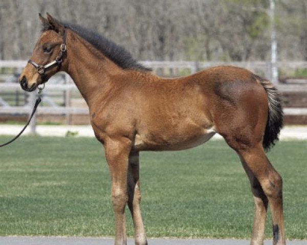 horse Rouge Edair xx (Thoroughbred, 2019, from Epiphaneia xx)