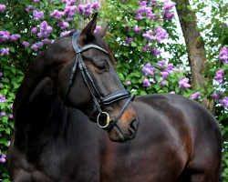 jumper Dialavito (Oldenburg show jumper, 2015, from Dialetto 2)