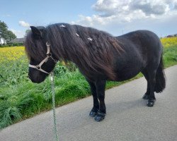 broodmare Merida (Shetland Pony, 2014, from Axel van Stal de Honderdmorgen)