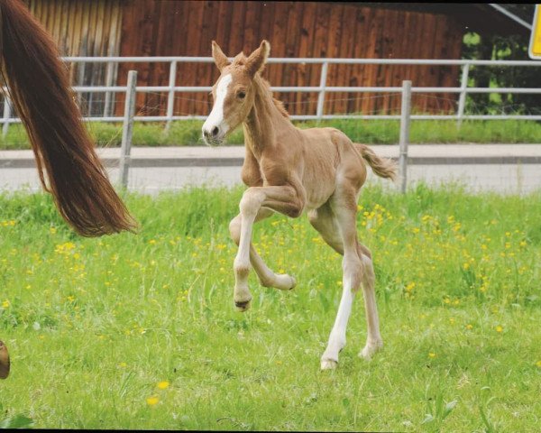 dressage horse Victoria's Secret N (German Sport Horse, 2023, from DSP VA Bene)