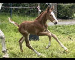 Springpferd Ichiraku (Westfale, 2023, von Ideal de La Loge)