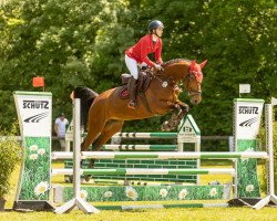 jumper Chassez La Lune (German Sport Horse, 2017, from Cullinan du Borget B)