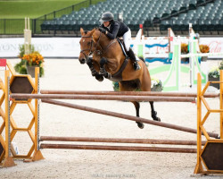 jumper Contara 15 (Oldenburg show jumper, 2010, from Conthargos)