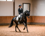 dressage horse Stanley 204 (German Riding Pony, 2012, from Strahlemann)