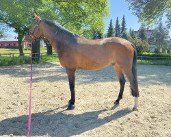 dressage horse Zimtini (KWPN (Royal Dutch Sporthorse), 2019, from Zoom 8)