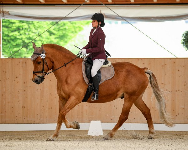 dressage horse Just A Little Elio CH (Freiberger, 2009, from Enjoy V CH)