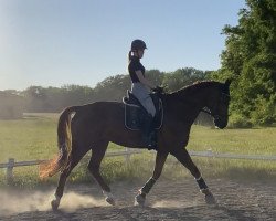 horse Lugano van de Prinsenstad (KWPN (Royal Dutch Sporthorse), 2016, from Jazz)