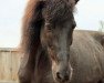 dressage horse Kraka Von Ellenbach (Iceland Horse, 2005)