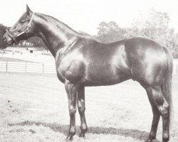 stallion Distinctive xx (Thoroughbred, 1966, from Never Bend xx)