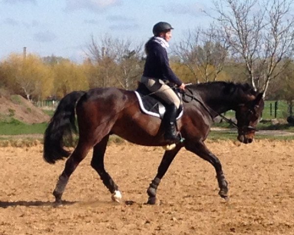 dressage horse Drachenjäger (German Warmblood, 2006, from Dr. Jackson D)