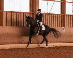 dressage horse Fabergé 26 (Oldenburg, 2018, from Franz Ferdinand)