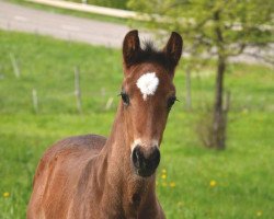 dressage horse Diamantino N (German Sport Horse, 2023, from Diamantenglanz)