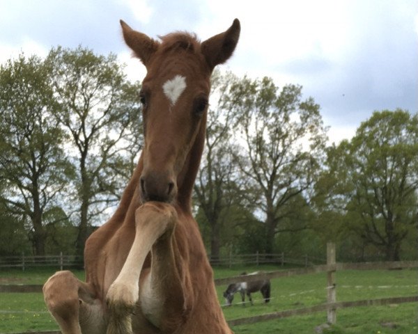 dressage horse Levin (Hanoverian, 2021, from Livaldon)