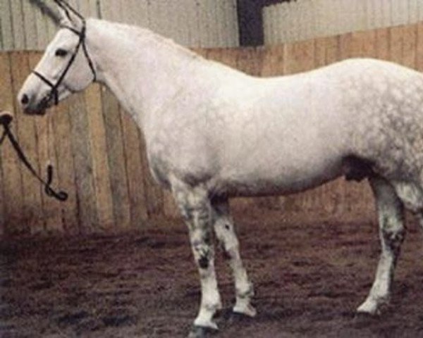 stallion Blue Henry (Irish Draft Horse, 1981, from Blue Peter)