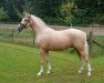 stallion Depeche Mode 14 (German Riding Pony, 2015, from Deinhard B)