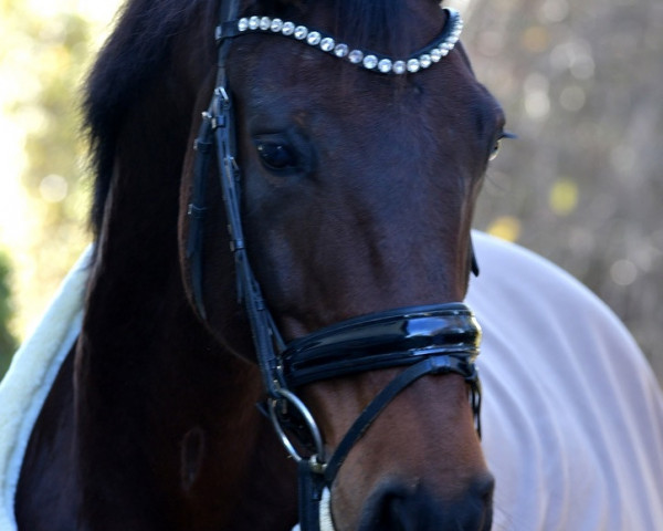 horse Ronja Räubertochter 41 (Hanoverian, 2009, from Rotspon)