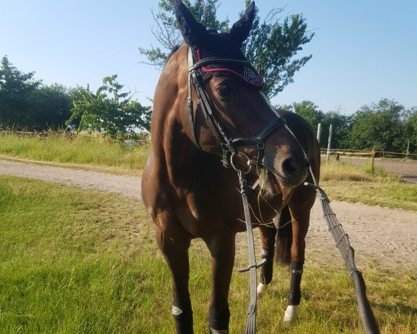 dressage horse Herbstprinzessin (Württemberger, 2012, from Herbstkönig 2)