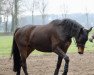 dressage horse Bodyguard 58 (Westphalian, 2014, from Belconi)